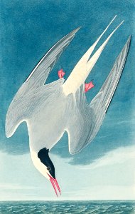 Arctic Tern from Birds of America (1827) by John James Audubon, etched by William Home Lizars.. Free illustration for personal and commercial use.