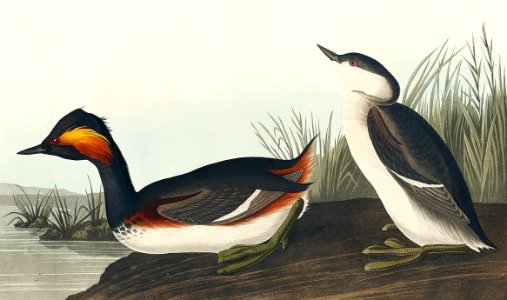 Eared Grebe from Birds of America (1827) by John James Audubon (1785 - 1851), etched by Robert Havell (1793 - 1878).. Free illustration for personal and commercial use.