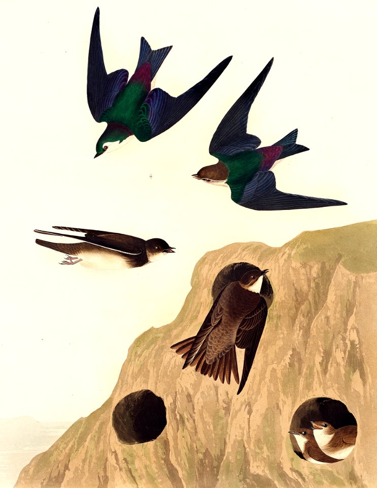 Bank Swallow and Violet-green Swallow from Birds of America (1827) by John James Audubon, etched by William Home Lizars.