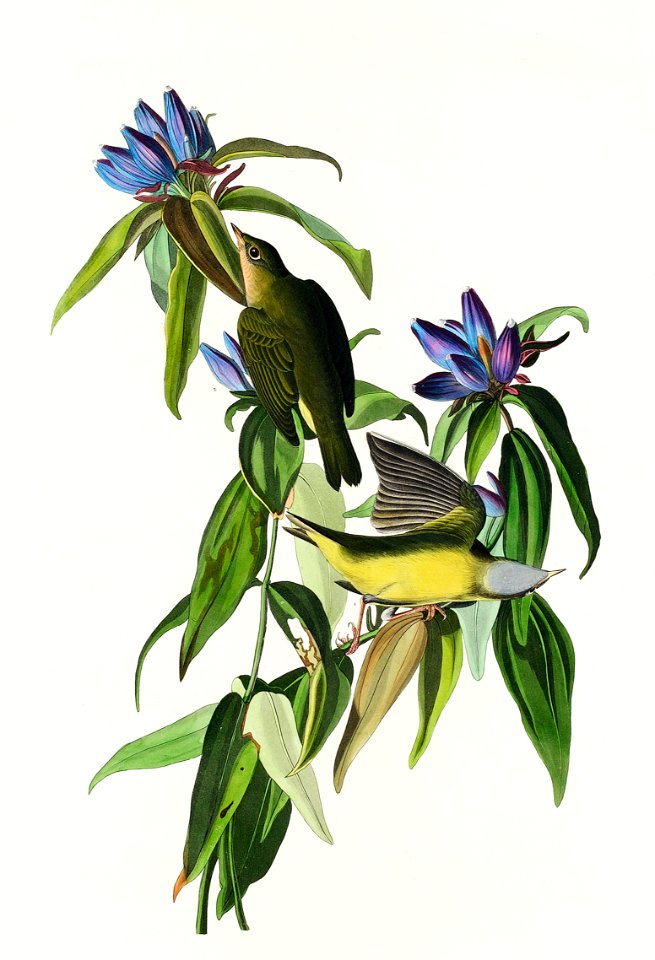 Connecticut Warbler from Birds of America (1827) by John James Audubon, etched by William Home Lizars.