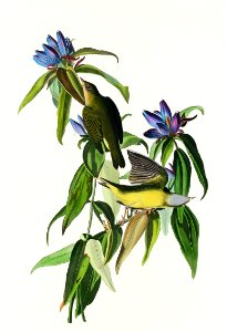 Connecticut Warbler from Birds of America (1827) by John James Audubon, etched by William Home Lizars.. Free illustration for personal and commercial use.