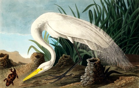 White Heron from Birds of America (1827) by John James Audubon, etched by William Home Lizars.. Free illustration for personal and commercial use.