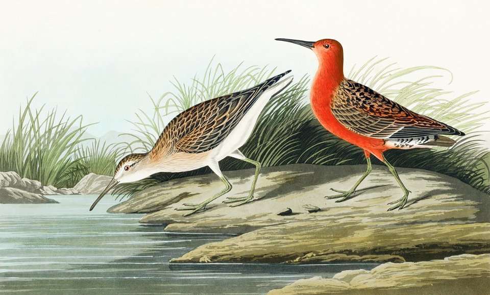 Pigmy curlew from Birds of America (1827) by John James Audubon, etched by William Home Lizars.