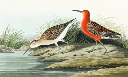 Pigmy curlew from Birds of America (1827) by John James Audubon, etched by William Home Lizars.. Free illustration for personal and commercial use.
