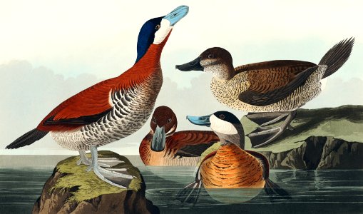 Ruddy Duck from Birds of America (1827) by John James Audubon, etched by William Home Lizars.. Free illustration for personal and commercial use.