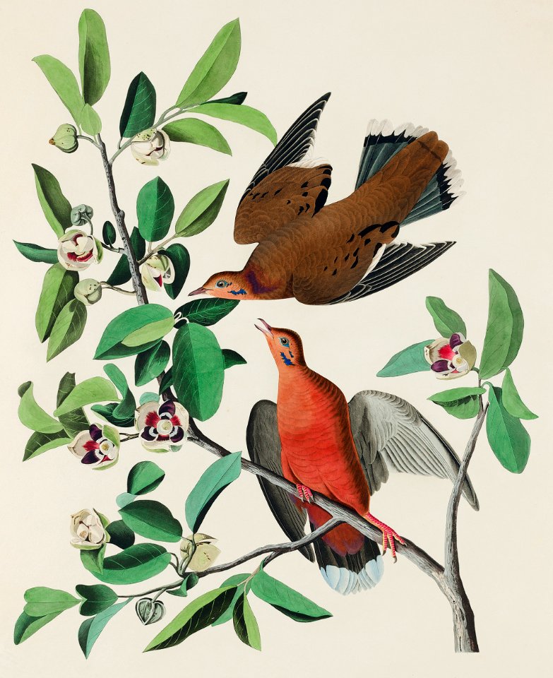 from Birds of America (1827) by John James Audubon, etched by William Home Lizars.