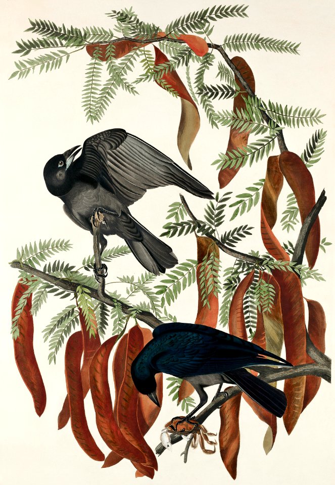 Fish Crow from Birds of America (1827) by John James Audubon, etched by William Home Lizars.