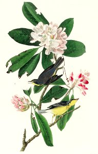 Canada Warbler from Birds of America (1827) by John James Audubon, etched by William Home Lizars.. Free illustration for personal and commercial use.