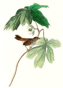 Swamp Sparrow from Birds of America (1827) by John James Audubon, etched by William Home Lizars.. Free illustration for personal and commercial use.