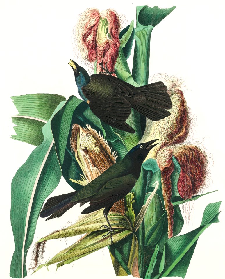 Purple Grakle or Common Crow Blackbird from Birds of America (1827) by John James Audubon, etched by William Home Lizars.