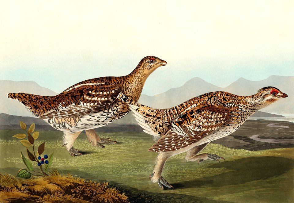 Sharp-tailed Grouse from Birds of America (1827) by John James Audubon, etched by William Home Lizars.