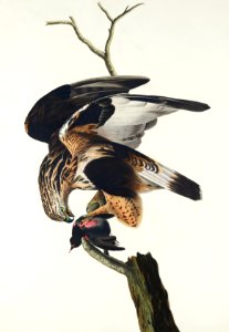 Rough-legged Falcon from Birds of America (1827) by John James Audubon, etched by William Home Lizars.. Free illustration for personal and commercial use.