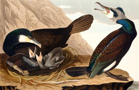Common Cormorant from Birds of America (1827) by John James Audubon, etched by William Home Lizars.. Free illustration for personal and commercial use.