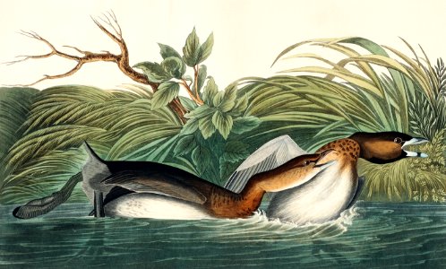 American Pied-billed from Birds of America (1827) by John James Audubon, etched by William Home Lizars.. Free illustration for personal and commercial use.