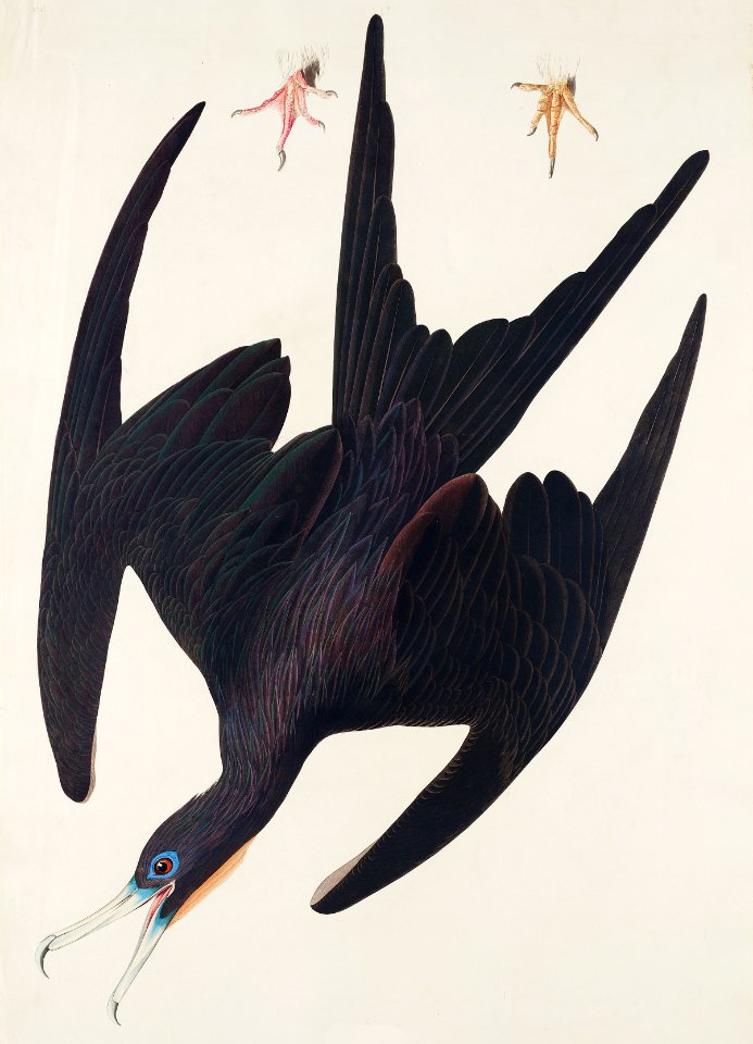 Frigate Pelican from Birds of America (1827) by John James Audubon, etched by William Home Lizars.