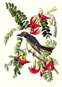 Piping Flycatcher from Birds of America (1827) by John James Audubon, etched by William Home Lizars.. Free illustration for personal and commercial use.