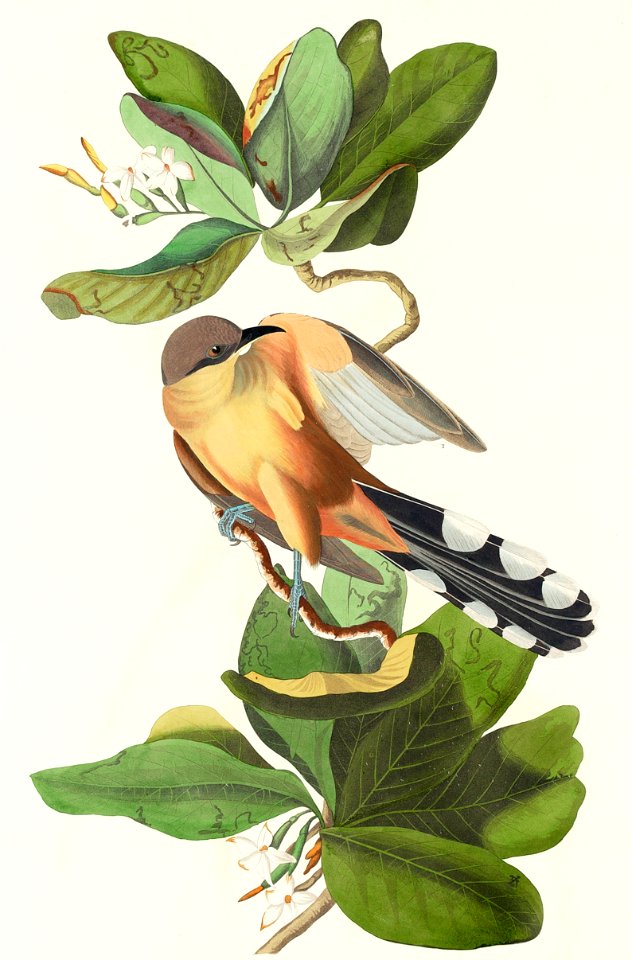 Mangrove Cuckoo from Birds of America (1827) by John James Audubon, etched by William Home Lizars.