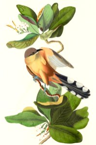 Mangrove Cuckoo from Birds of America (1827) by John James Audubon, etched by William Home Lizars.