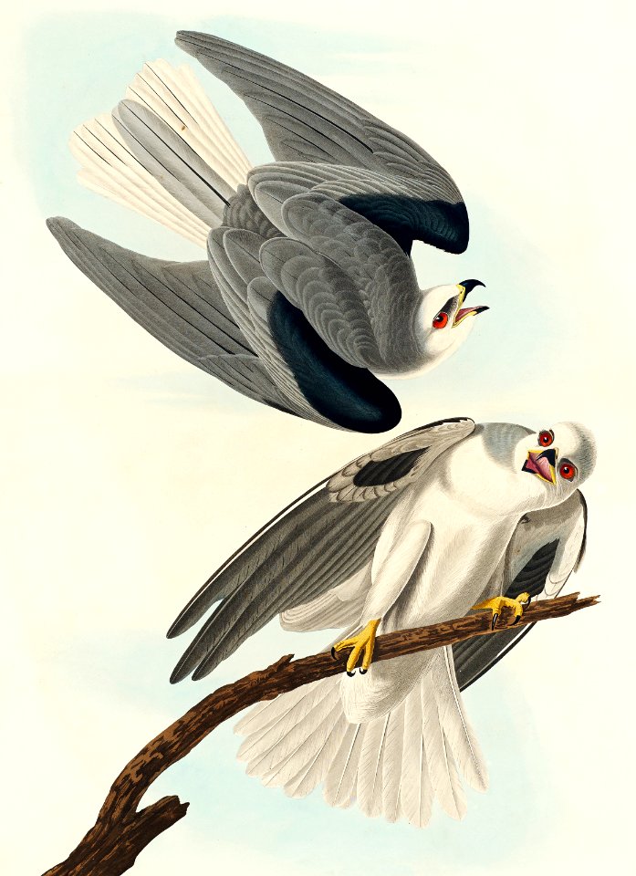 Black-Winged Hawk from Birds of America (1827) by John James Audubon, etched by William Home Lizars.