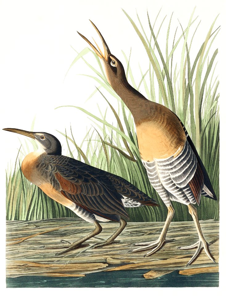 Salt Water Marsh Hen from Birds of America (1827) by John James Audubon, etched by William Home Lizars.