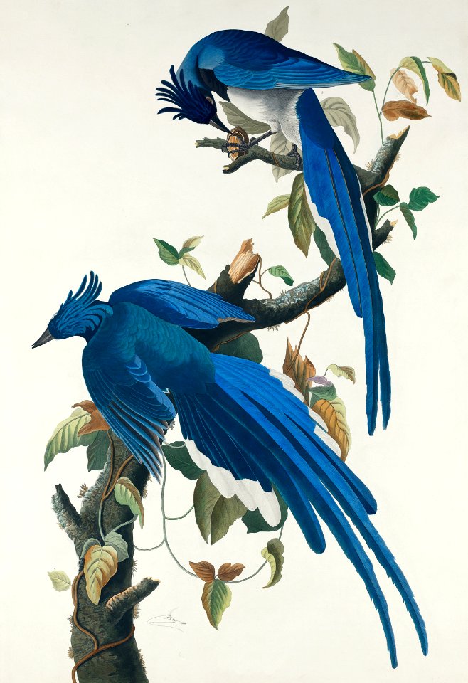 Columbia Jay from Birds of America (1827) by John James Audubon, etched by William Home Lizars.