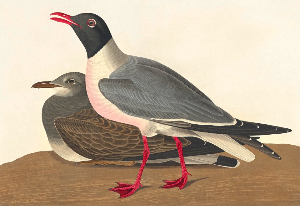 Black-headed Gull from Birds of America (1827) by John James Audubon, etched by William Home Lizars.