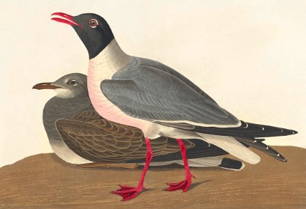 Black-headed Gull from Birds of America (1827) by John James Audubon, etched by William Home Lizars.. Free illustration for personal and commercial use.