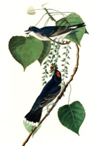 Tyrant Fly-catcher from Birds of America (1827) by John James Audubon, etched by William Home Lizars.