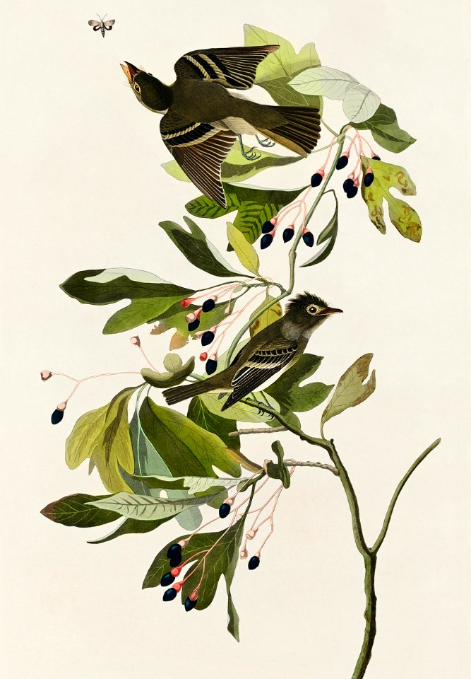 Small Green Crested Flycatcher from Birds of America (1827) by John James Audubon, etched by William Home Lizars.