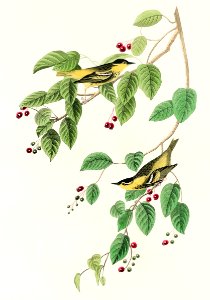 Carbonated Warbler from Birds of America (1827) by John James Audubon, etched by William Home Lizars.. Free illustration for personal and commercial use.