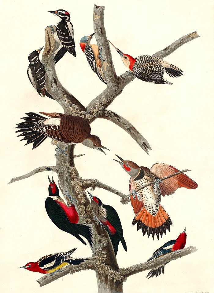 Hairy Woodpecker, Red-bellied Woodpecker, Red-shafted Woodpecker, Lewis' Woodpecker and Red-breasted Woodpecker from Birds of America (1827) by John James Audubon (1785 - 1851), etched by Robert Havell (1793 - 1878).