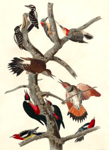 Hairy Woodpecker, Red-bellied Woodpecker, Red-shafted Woodpecker, Lewis' Woodpecker and Red-breasted Woodpecker from Birds of America (1827) by John James Audubon (1785 - 1851), etched by Robert Havell (1793 - 1878).. Free illustration for personal and commercial use.