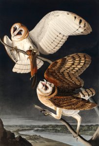 Barn Owl from Birds of America (1827) by John James Audubon, etched by William Home Lizars.. Free illustration for personal and commercial use.