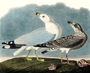 Common American Gull from Birds of America (1827) by John James Audubon, etched by William Home Lizars.. Free illustration for personal and commercial use.
