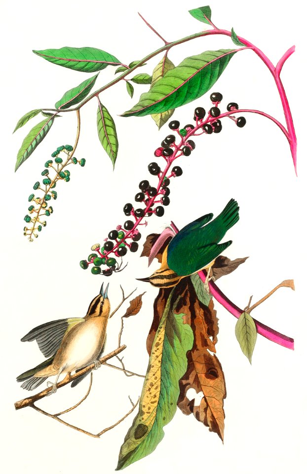 Worm eating Warbler from Birds of America (1827) by John James Audubon, etched by William Home Lizars.