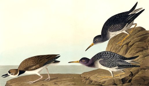 Purple Sandpiper from Birds of America (1827) by John James Audubon, etched by William Home Lizars.. Free illustration for personal and commercial use.