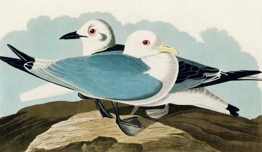Kittiwake Gull from Birds of America (1827) by John James Audubon, etched by William Home Lizars.. Free illustration for personal and commercial use.