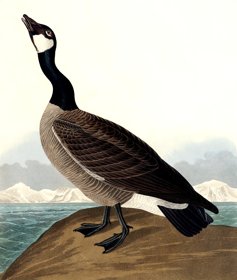 Hutchins's Barnacle Goose from Birds of America (1827) by John James Audubon, etched by William Home Lizars.