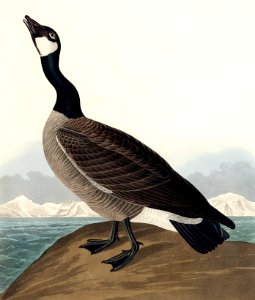 Hutchins's Barnacle Goose from Birds of America (1827) by John James Audubon, etched by William Home Lizars.. Free illustration for personal and commercial use.