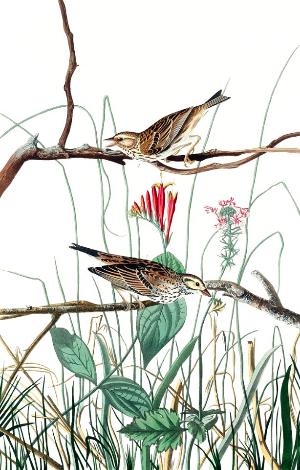 Savannah Finch from Birds of America (1827) by John James Audubon, etched by William Home Lizars.