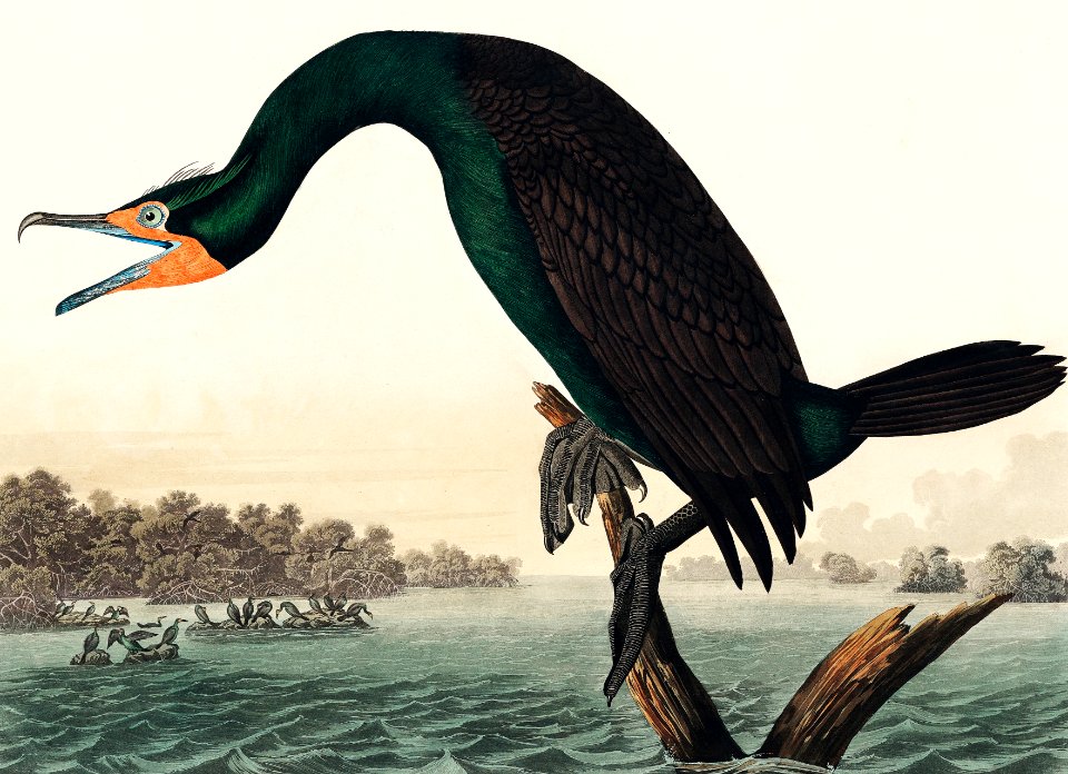 Florida Cormorant from Birds of America (1827) by John James Audubon, etched by William Home Lizars.