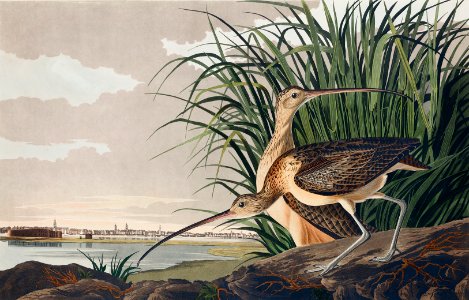 Long-billed Curlew from Birds of America (1827) by John James Audubon, etched by William Home Lizars.. Free illustration for personal and commercial use.