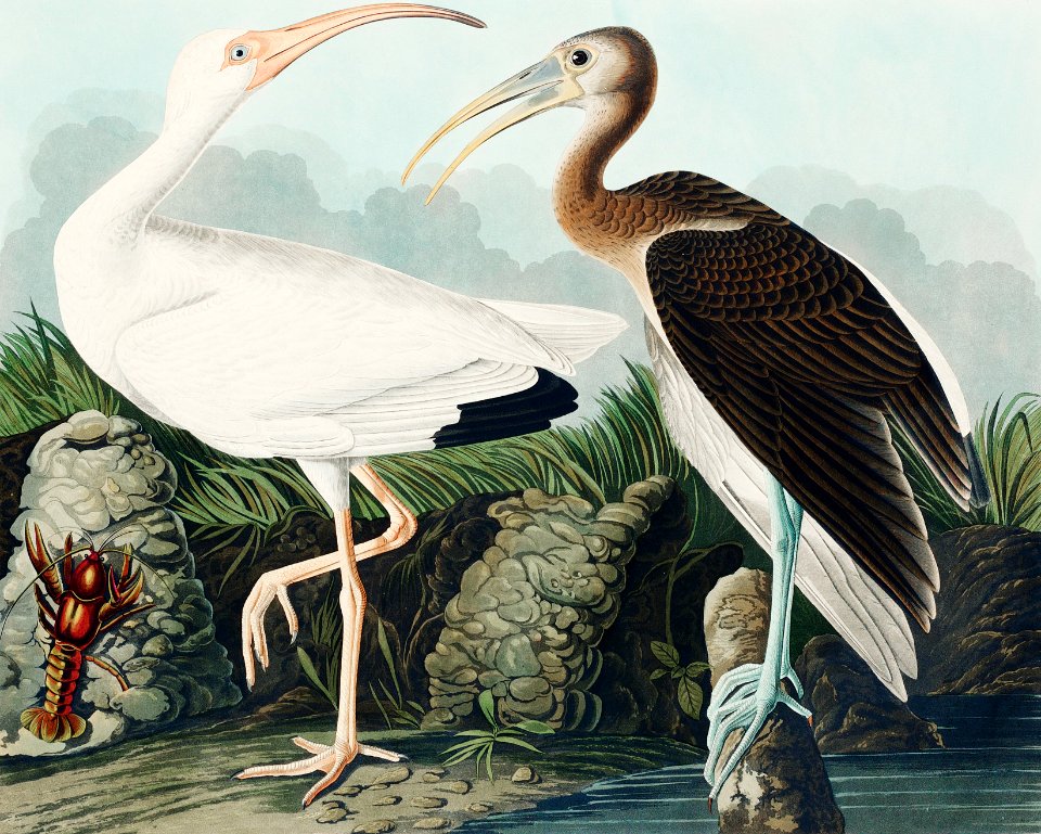 White Ibis from Birds of America (1827) by John James Audubon, etched by William Home Lizars.