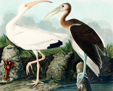 White Ibis from Birds of America (1827) by John James Audubon, etched by William Home Lizars.. Free illustration for personal and commercial use.