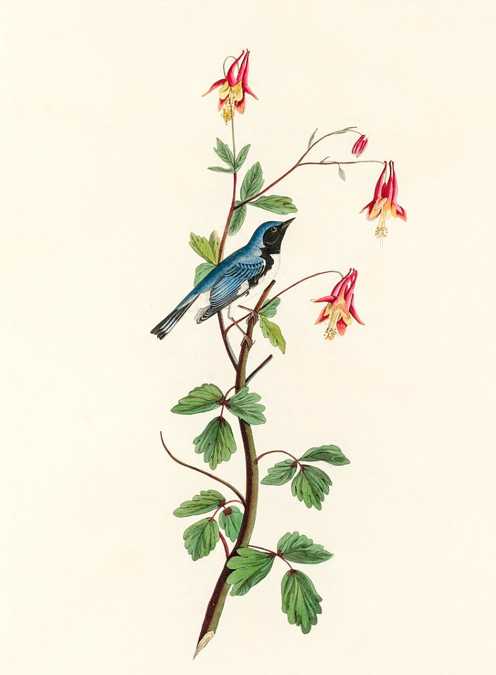 Black-throated Blue Warbler from Birds of America (1827) by John James Audubon, etched by William Home Lizars.