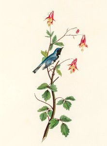 Black-throated Blue Warbler from Birds of America (1827) by John James Audubon, etched by William Home Lizars.