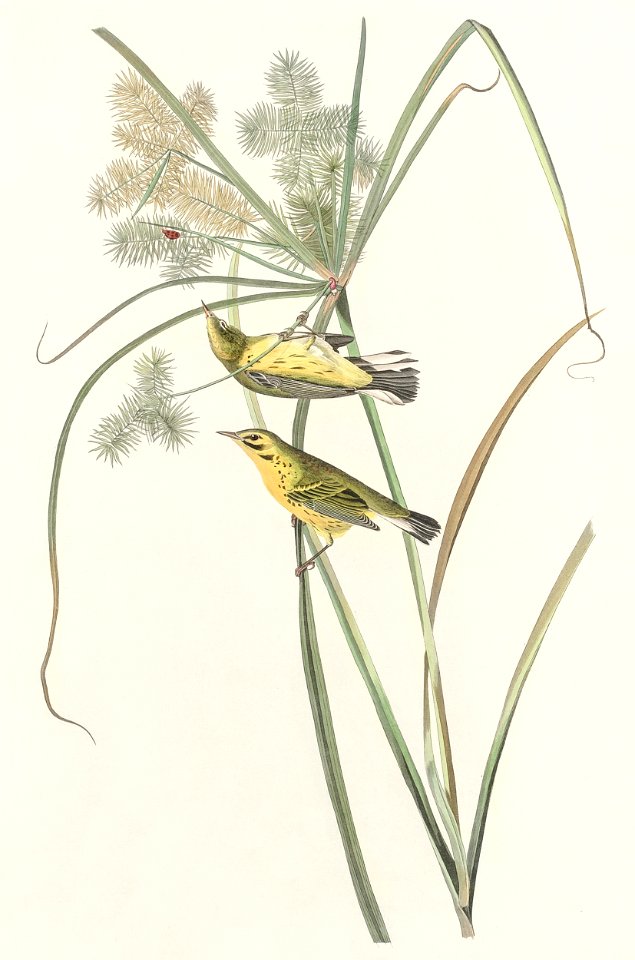 Prairie Warbler from Birds of America (1827) by John James Audubon, etched by William Home Lizars.