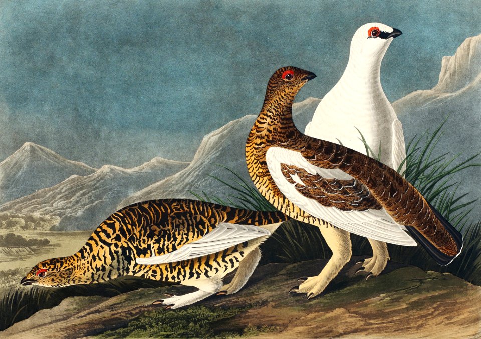 Rock Grous from Birds of America (1827) by John James Audubon, etched by William Home Lizars.