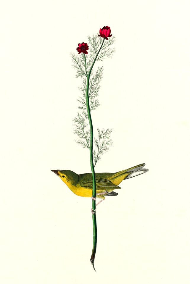 Selby's Flycatcher from Birds of America (1827) by John James Audubon, etched by William Home Lizars.