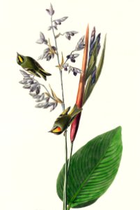American Golden crested-Wren from Birds of America (1827) by John James Audubon, etched by William Home Lizars.